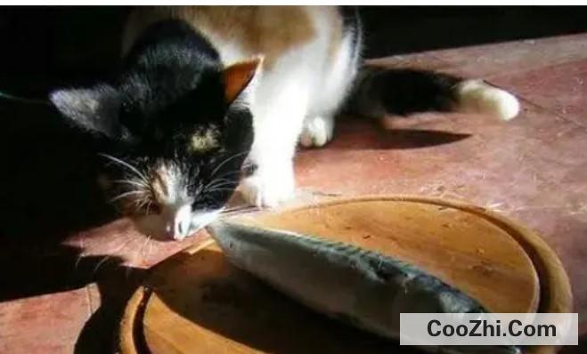 猫咪可以吃生鱼吗