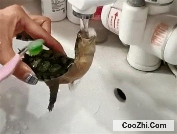 需要给乌龟洗澡吗