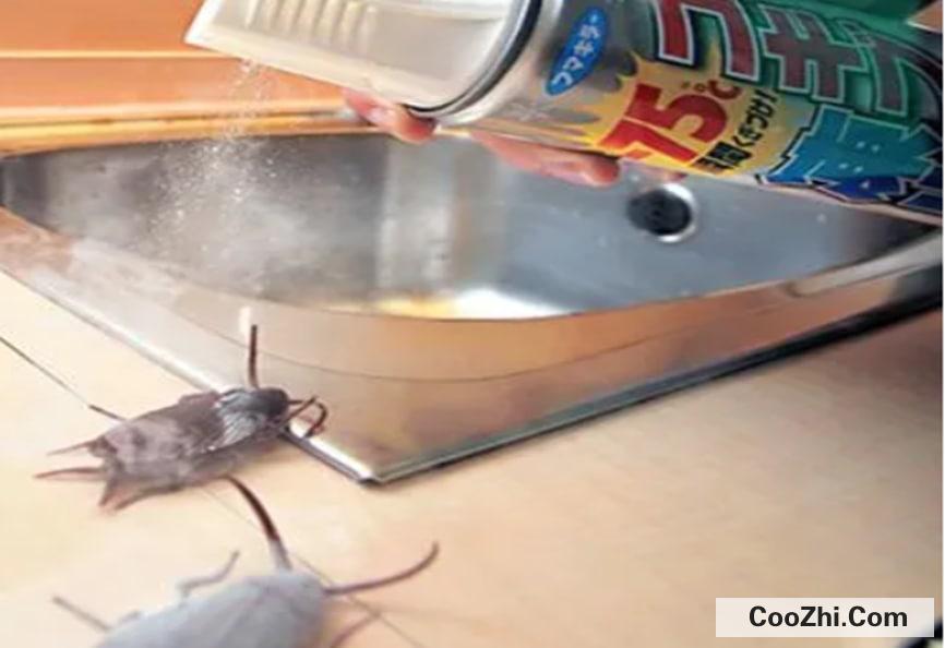 厨房有蟑螂怎么办