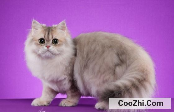 长毛猫掉毛严重吗