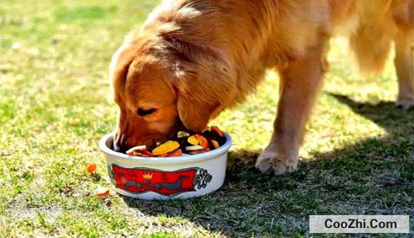 狗可以吃什么东西