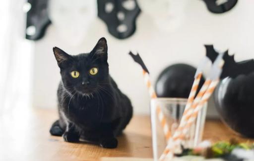 养黑猫需要注意什么