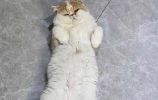 猫睡在地上好吗