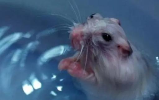 仓鼠可以频繁洗澡吗