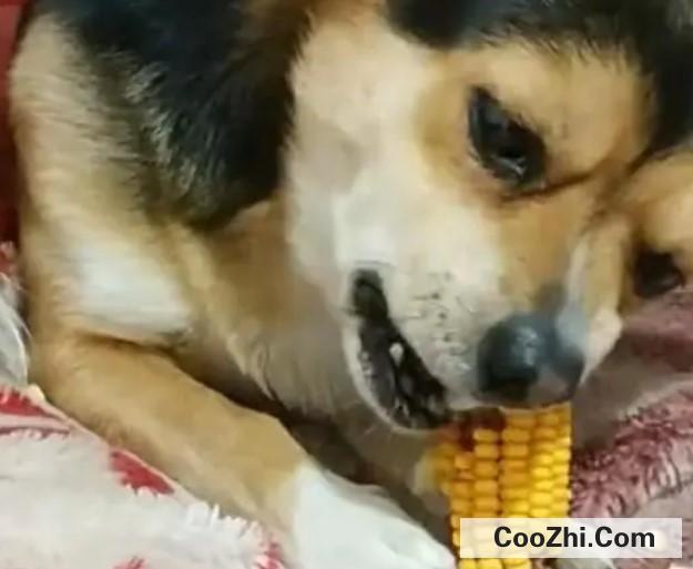 狗子吃玉米可以吗