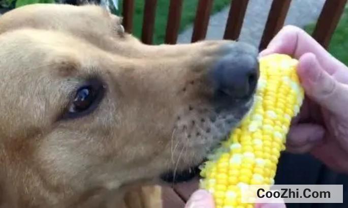 狗子吃玉米可以吗