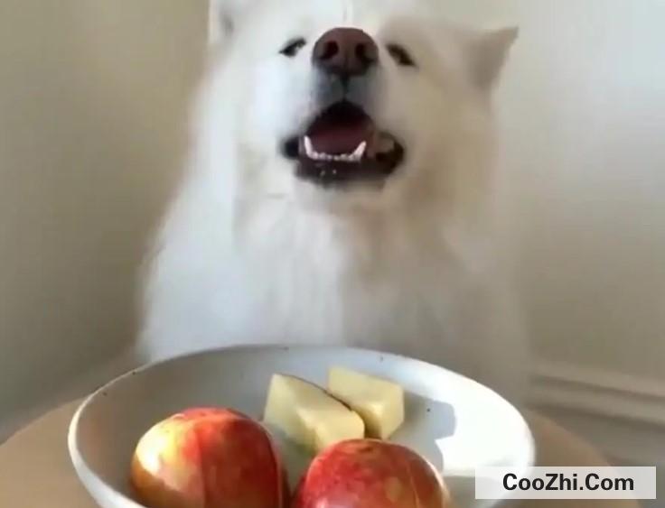 狗狗吃苹果好吗