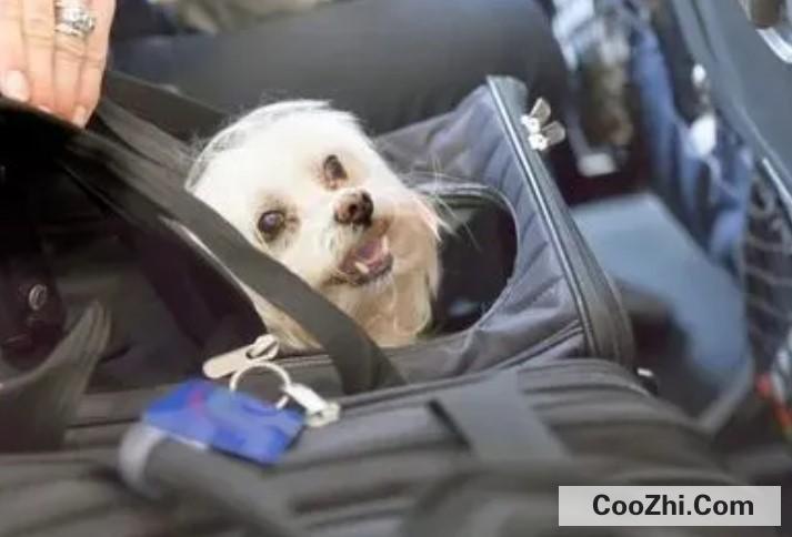 狗狗不可以乘坐飞机吗