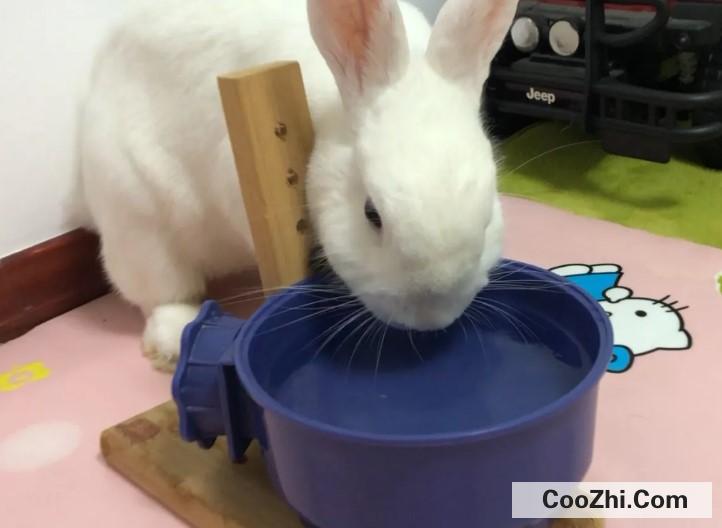 兔子可以喝水吗