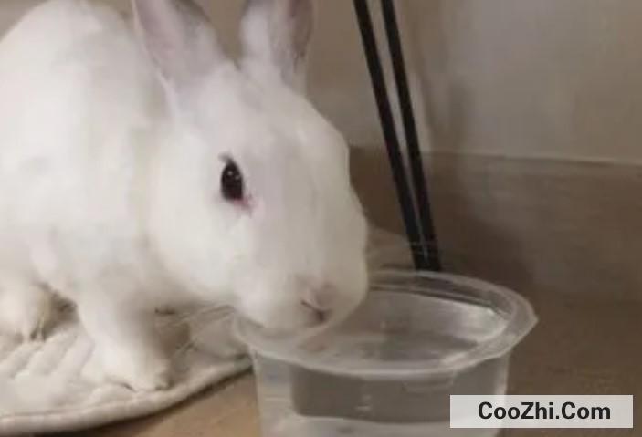 兔子可以喝水吗