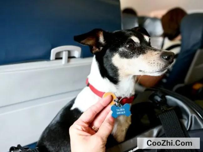 狗狗不可以乘坐飞机吗