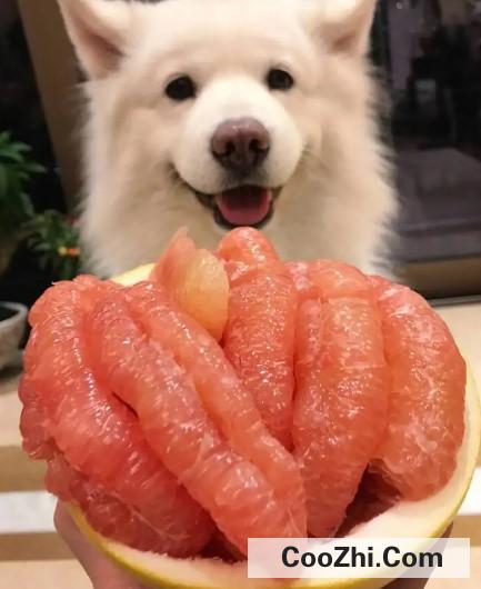 狗狗吃柚子的注意事项