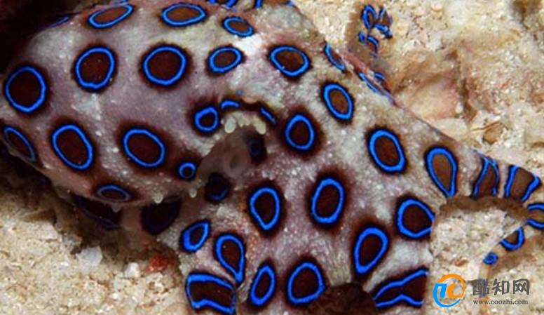 如何分辨蓝环章鱼和普通章鱼