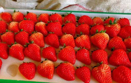 丹东草莓的特色