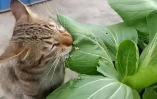 猫咪为什么喜欢绿色的蔬菜