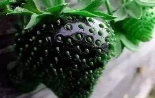 黑色草莓多少钱一斤