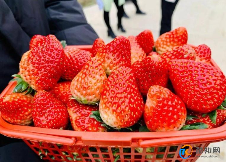 摘草莓如何正确操作并保存草莓？