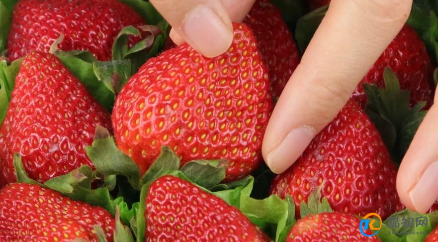 摘草莓如何正确操作并保存草莓？