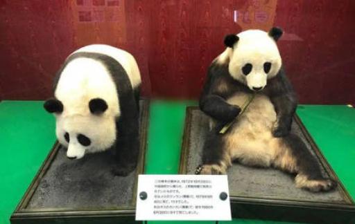 日本人有多爱熊猫呢