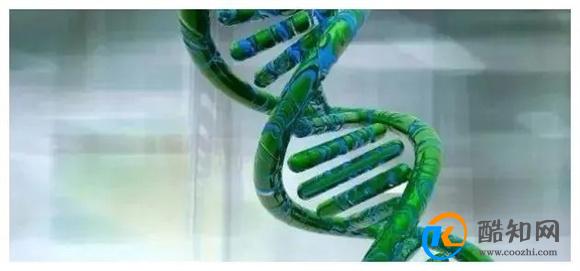 人真的能通过改造基因实现永生？