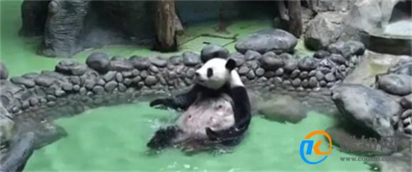 大熊猫泡澡太像人的动作 这会不会是离人近的原因? 