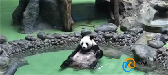 大熊猫泡澡太像人的动作 这会不会是离人近的原因? 