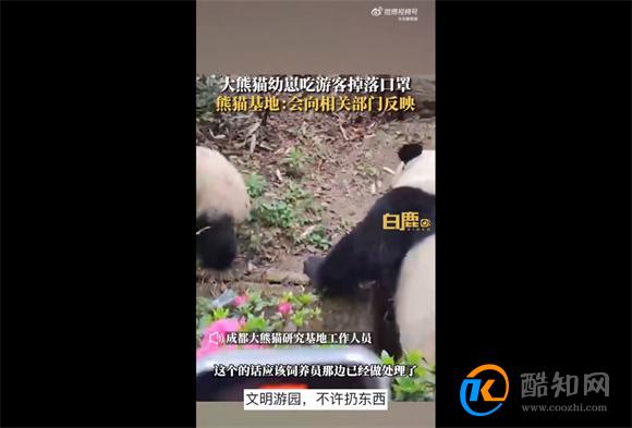 大熊猫幼崽吃游客掉落的口罩