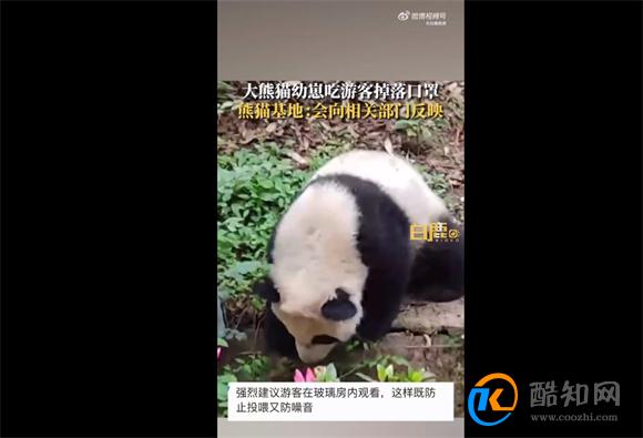 大熊猫幼崽吃游客掉落的口罩