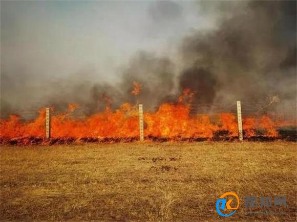 蒙古国发生草原火灾 烧死大量牲畜 面积达20万公顷