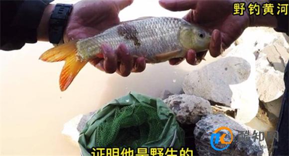 黃河鯉魚爆發，岸邊綿延千米都是釣魚人，網友：鯉魚也能吃？
