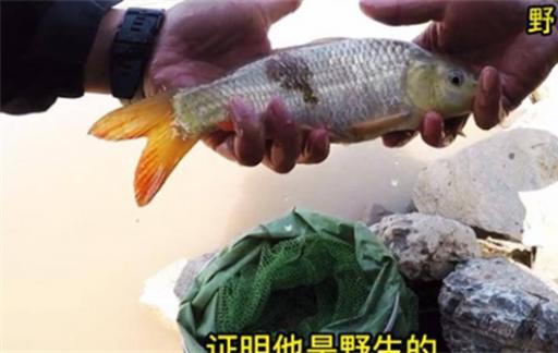 黃河鯉魚爆發，岸邊綿延千米都是釣魚人，網友：鯉魚也能吃？