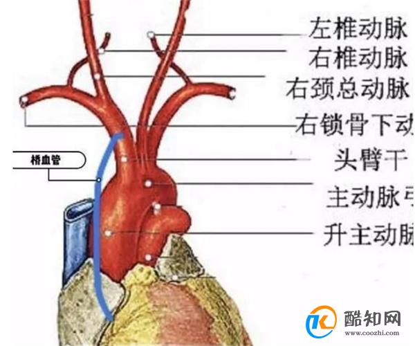 用血压计测量血压，测量左侧准确还是右侧准确？医生一文解释清楚 