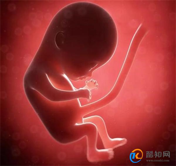 怀孕20周的胎儿有多大 很多孕妈不太清楚 早知道 早留心