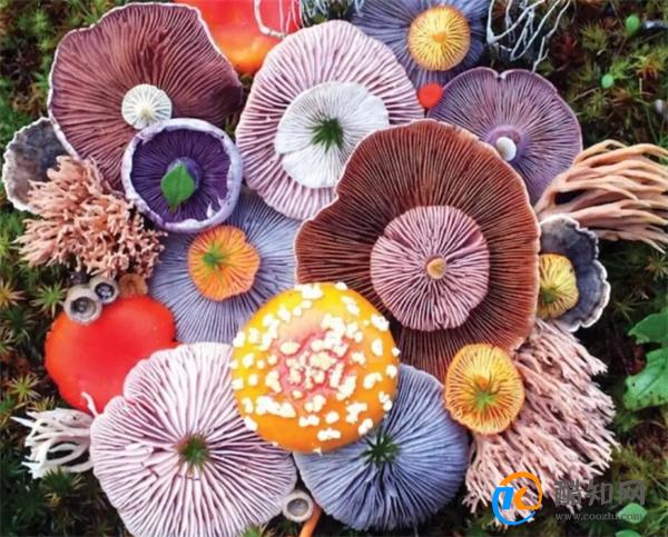 颜色鲜艳的蘑菇才有毒  不认识的蘑菇最好都别尝 如何甄别