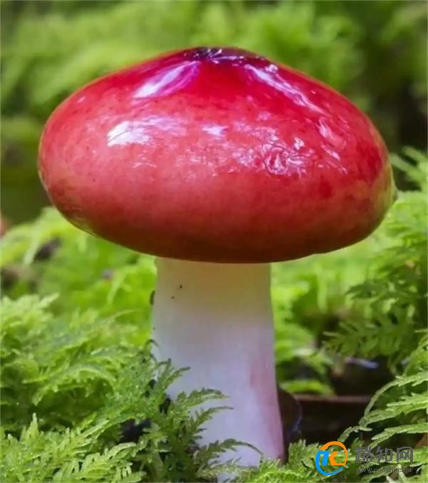 颜色鲜艳的蘑菇才有毒  不认识的蘑菇最好都别尝 如何甄别