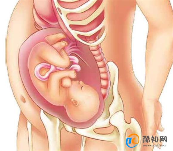 孕妇怀胎十月 内脏都快被挤没了 一张图让你读懂“母亲的伟大”
