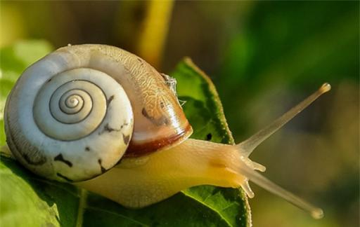 蜗牛吃什么食物为主（蜗牛养久了会认主人吗）