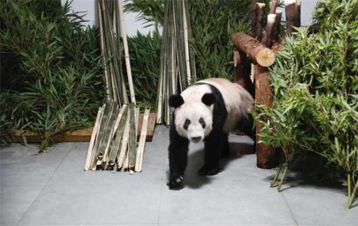 丫丫回到北京动物园 暂不对外展出 需静养一段时间