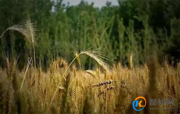 芒种代表仲夏的开始还是结束 芒种节气的特点是什么