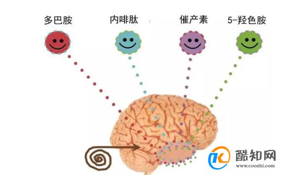 内啡肽和多巴胺的主要区别是什么