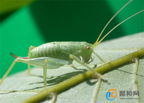 害虫有哪些 世界公认五大害虫