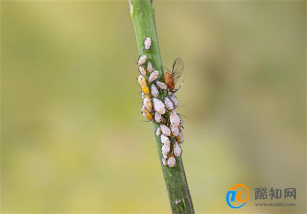 害虫有哪些 世界公认五大害虫