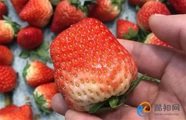草莓越大膨大素越多  现在水果店的草莓还能买给孩子吃吗 