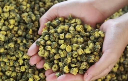 上年纪要忌菊花？50岁后，牢记“2喝2不喝”，喝对清爽好处多