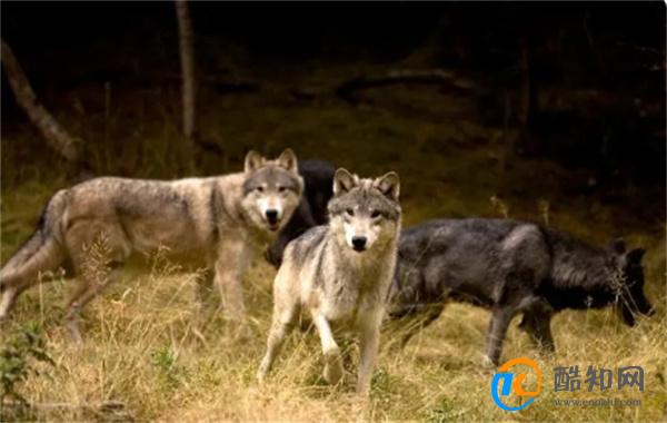 荒野中遭遇狼（狼群） 被狼袭击的5大应对原则和10个注意事项