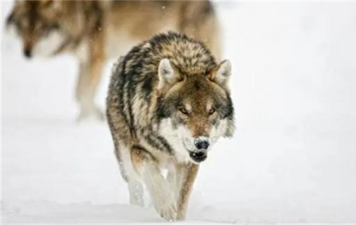 荒野中遭遇狼（狼群） 被狼袭击的5大应对原则和10个注意事项