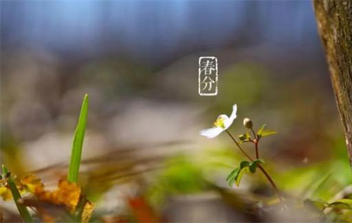 春分节气的特点和风俗 春分的美好寓意和象征