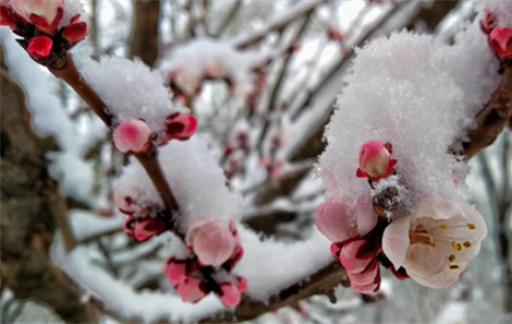 四月下雪代表什么 四月飞雪寓意