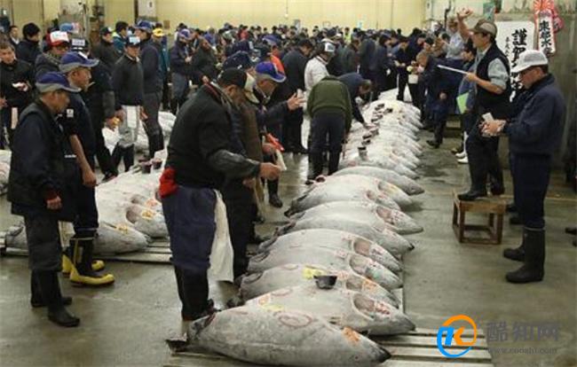 日本金枪鱼价格一夜暴跌24%