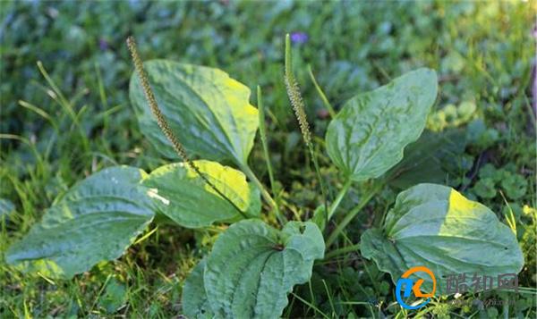 “车前草”是个宝 用它来煮水喝 身体会收获哪些益处